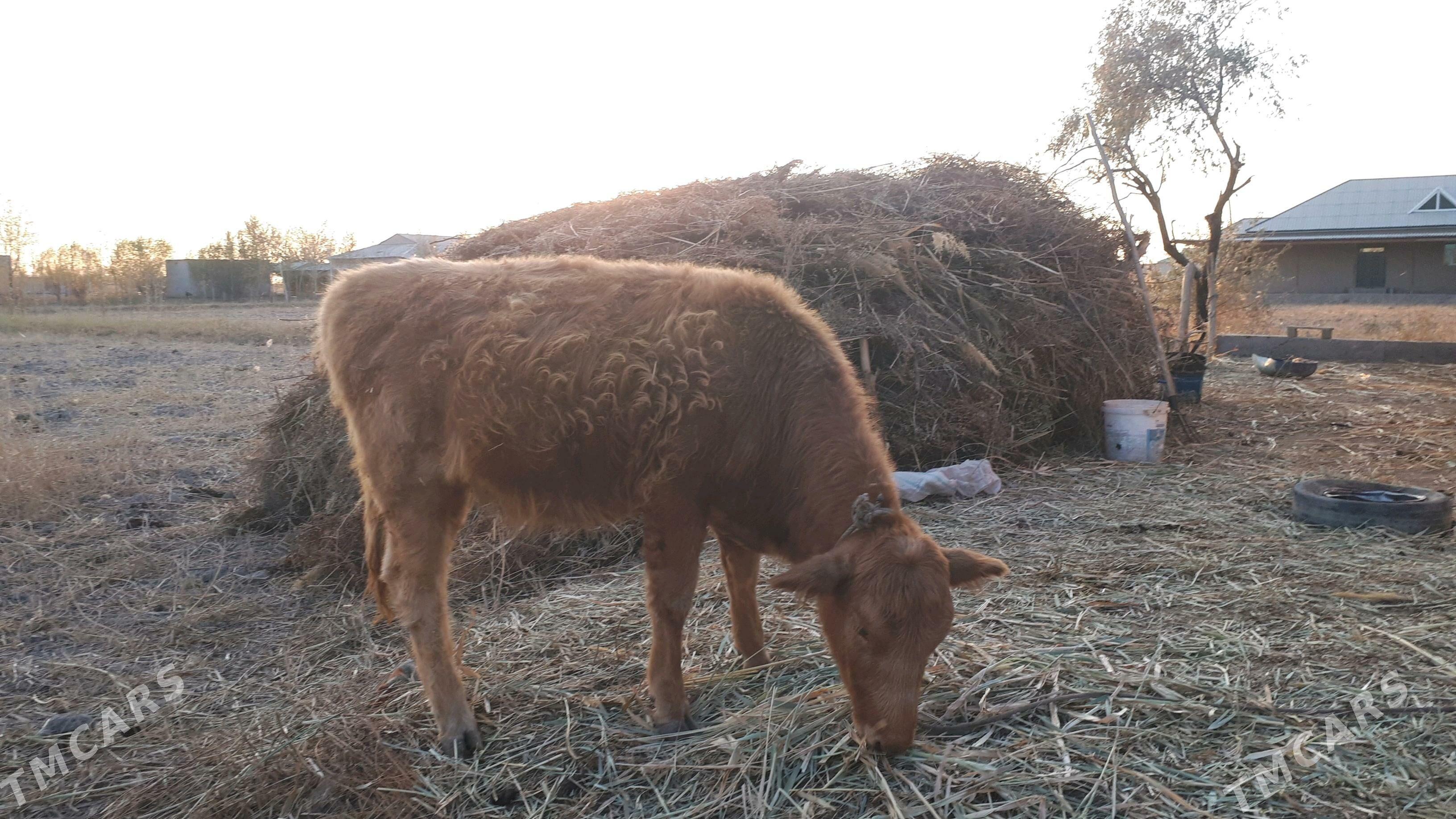 şves gachar - Köneürgenç - img 3