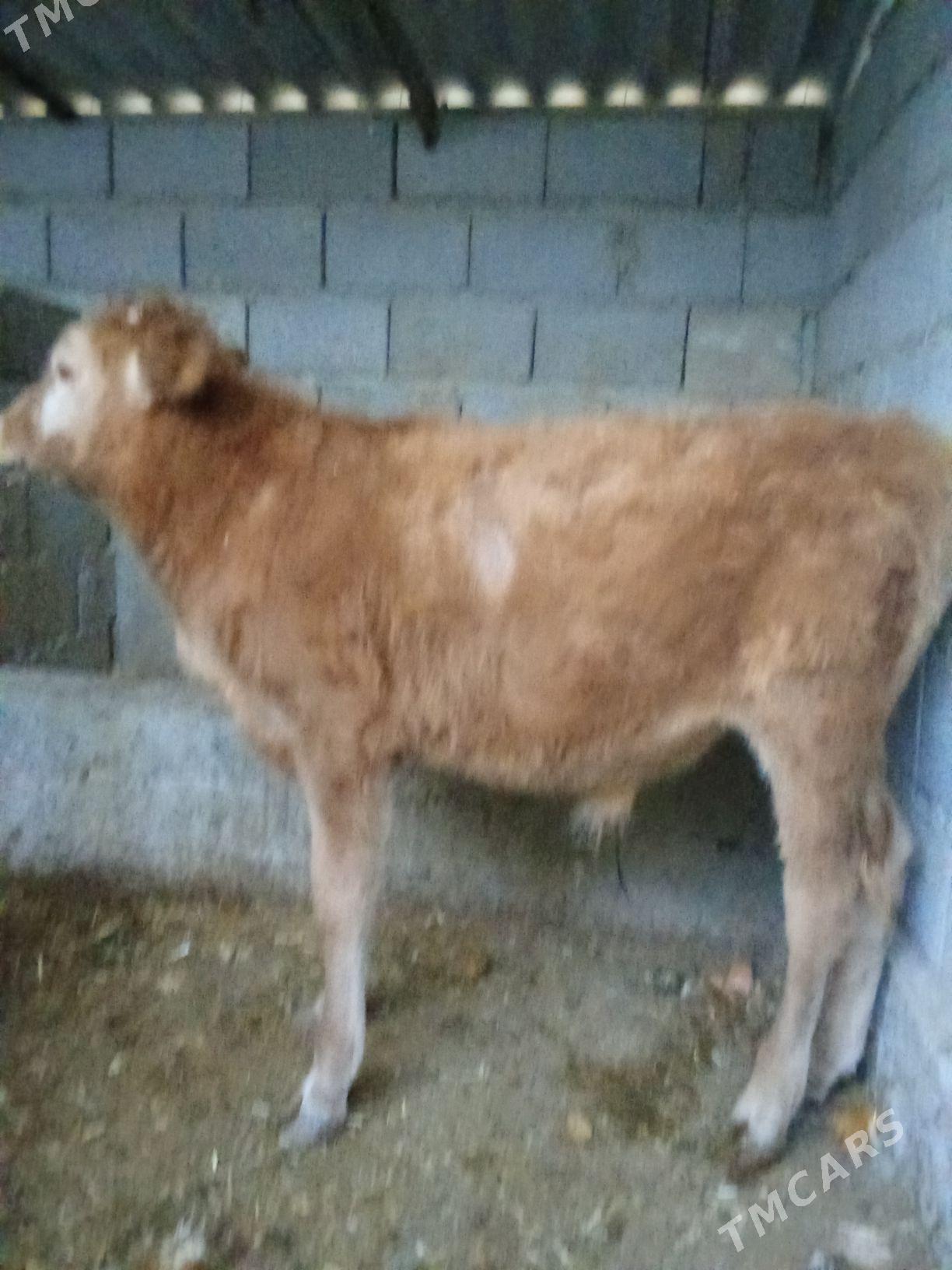 okuzce - Gyzylarbat - img 1