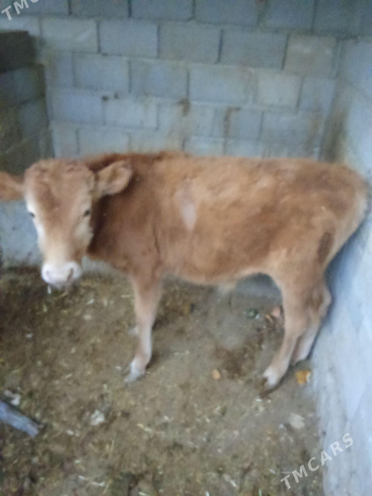 okuzce - Gyzylarbat - img 3