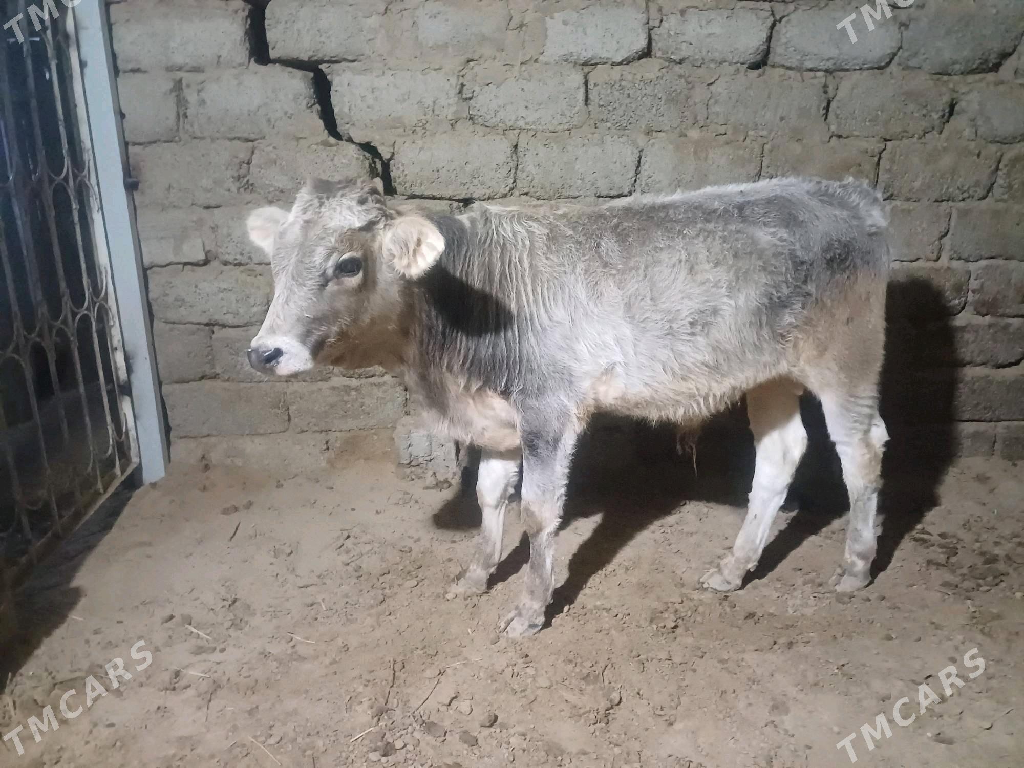 öküz - Büzmeýin - img 9