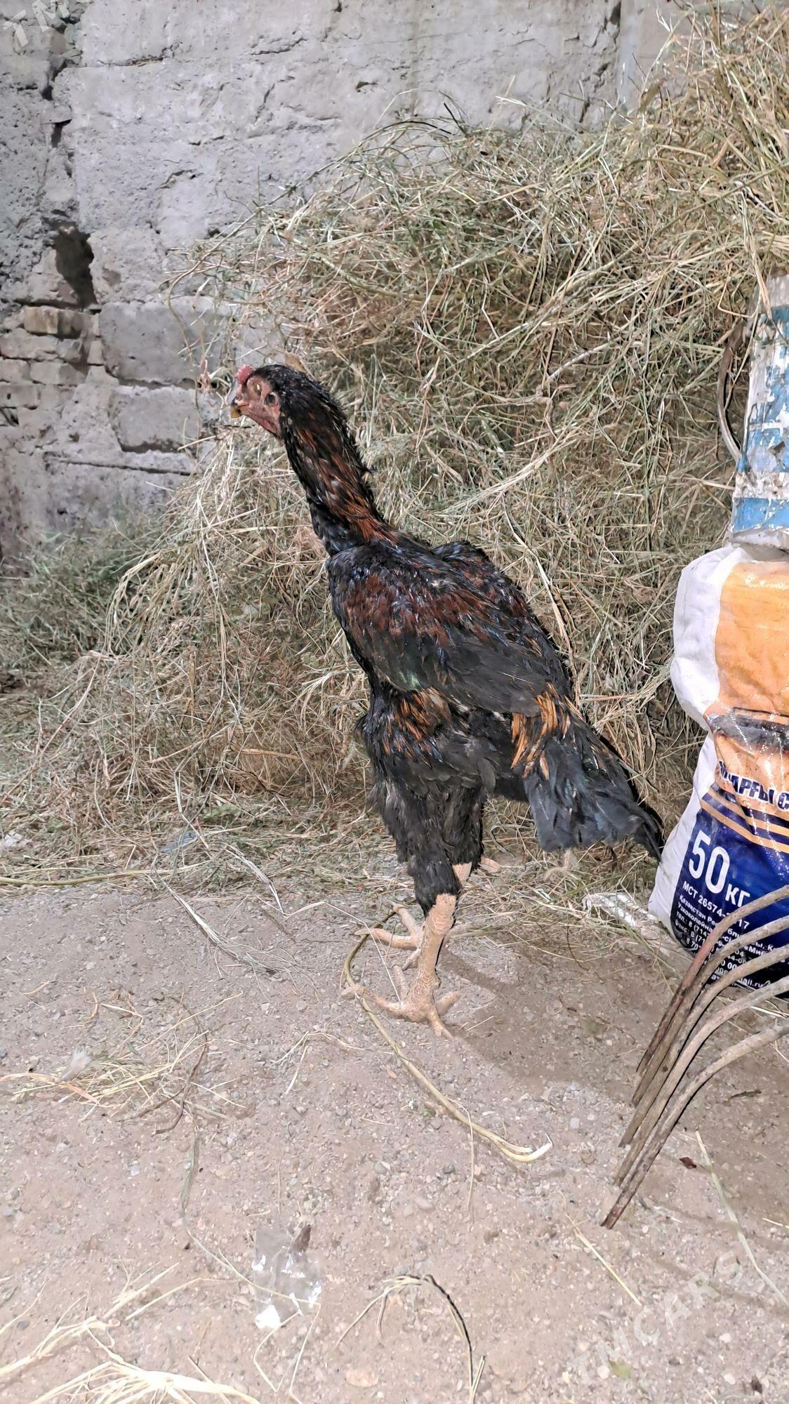 Özbek Taşkent - Büzmeýin - img 3