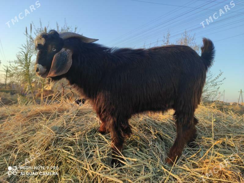 pakistan teke - Дянев - img 2