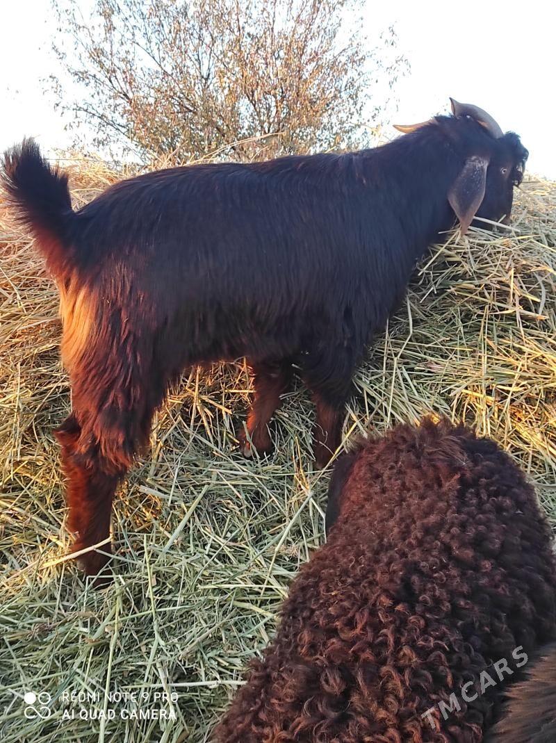 pakistan teke - Дянев - img 3