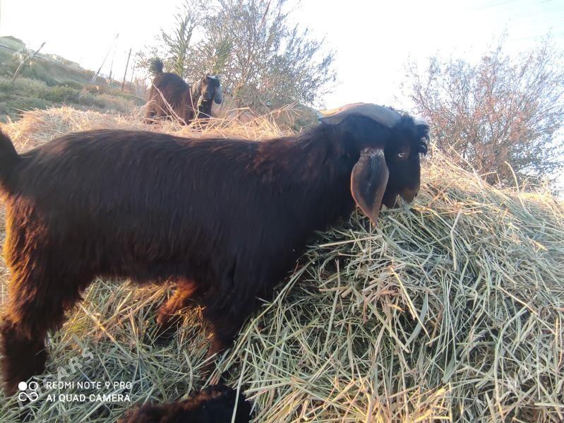 pakistan teke - Дянев - img 5