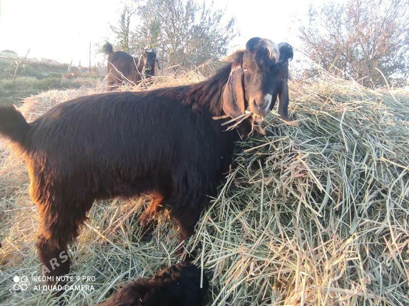 pakistan teke - Дянев - img 4