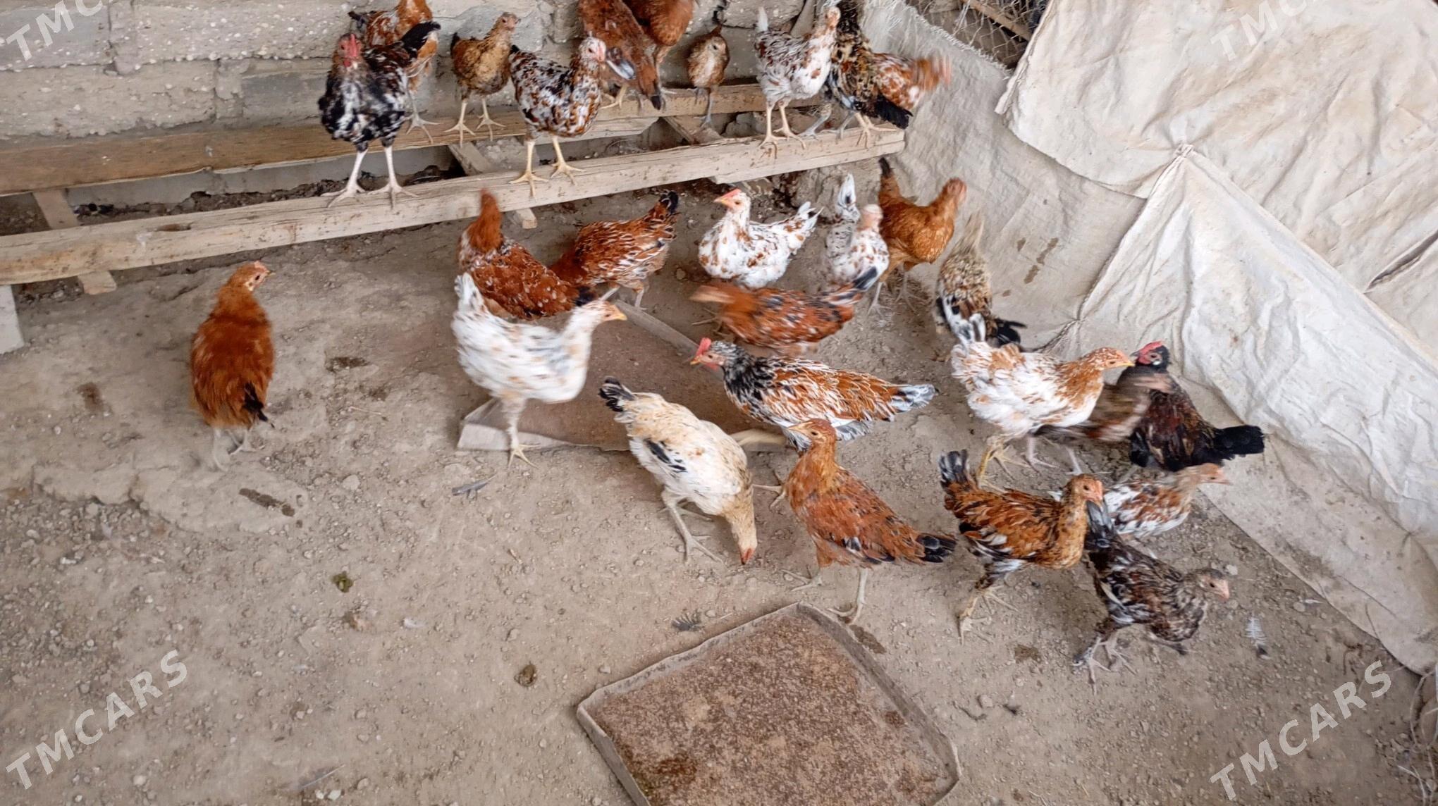 Juyjele - Esenguly - img 1