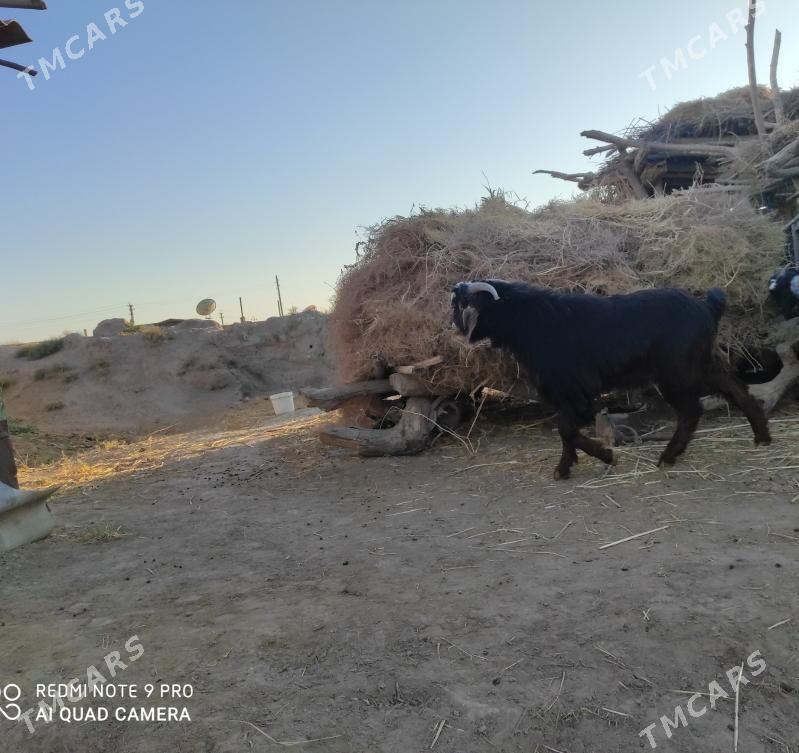 pakistan teke - Дянев - img 1