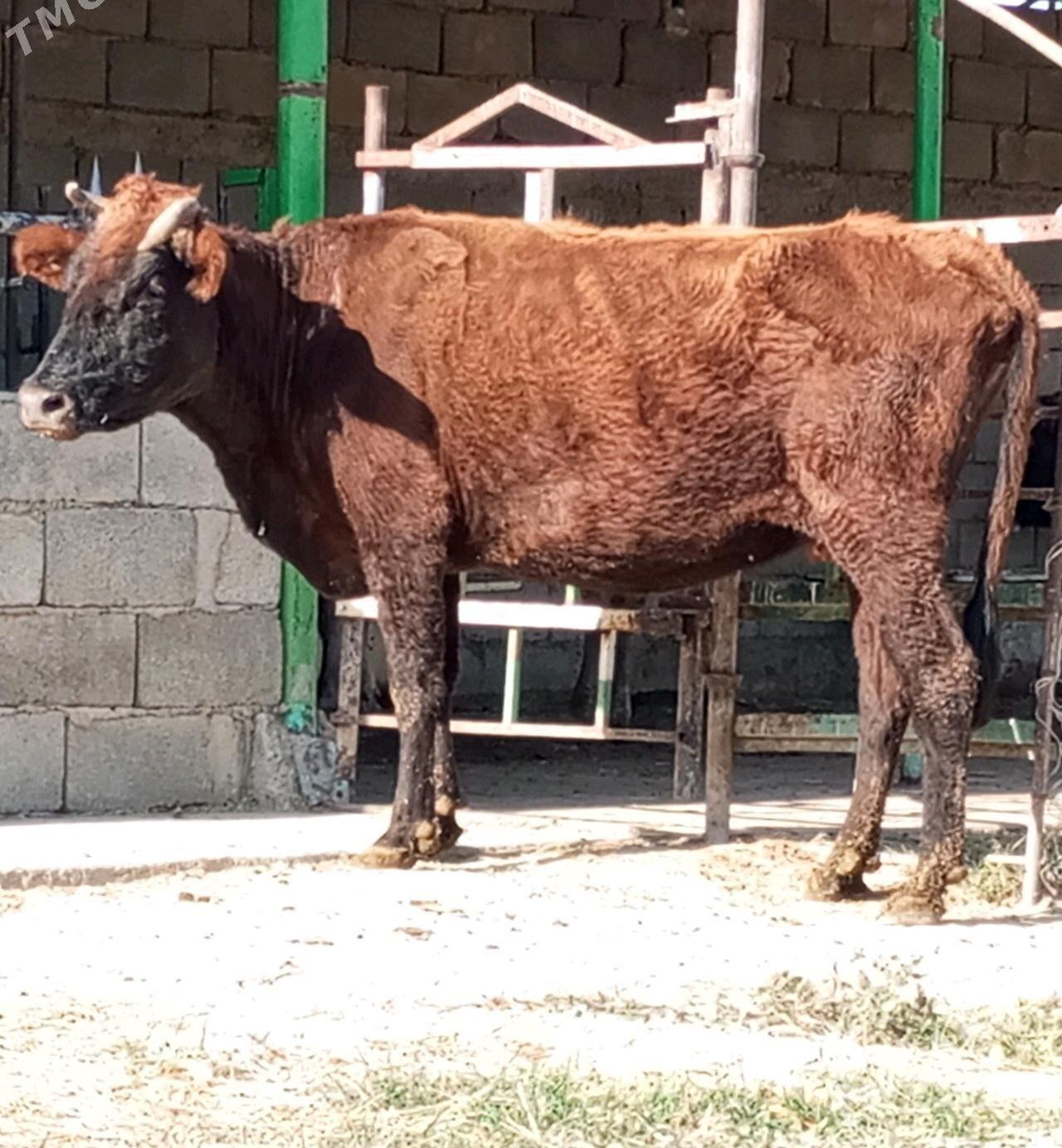 AGYR BOGOZ SYGYR - Gökdepe - img 2