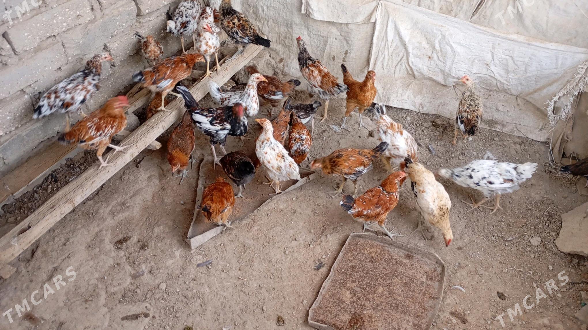 Juyjele - Esenguly - img 3