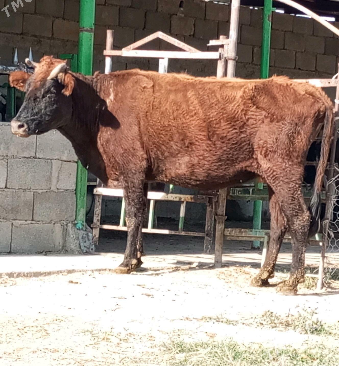 AGYR BOGOZ SYGYR - Gökdepe - img 1