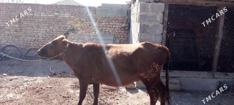 Sygyr - Bäherden - img 1