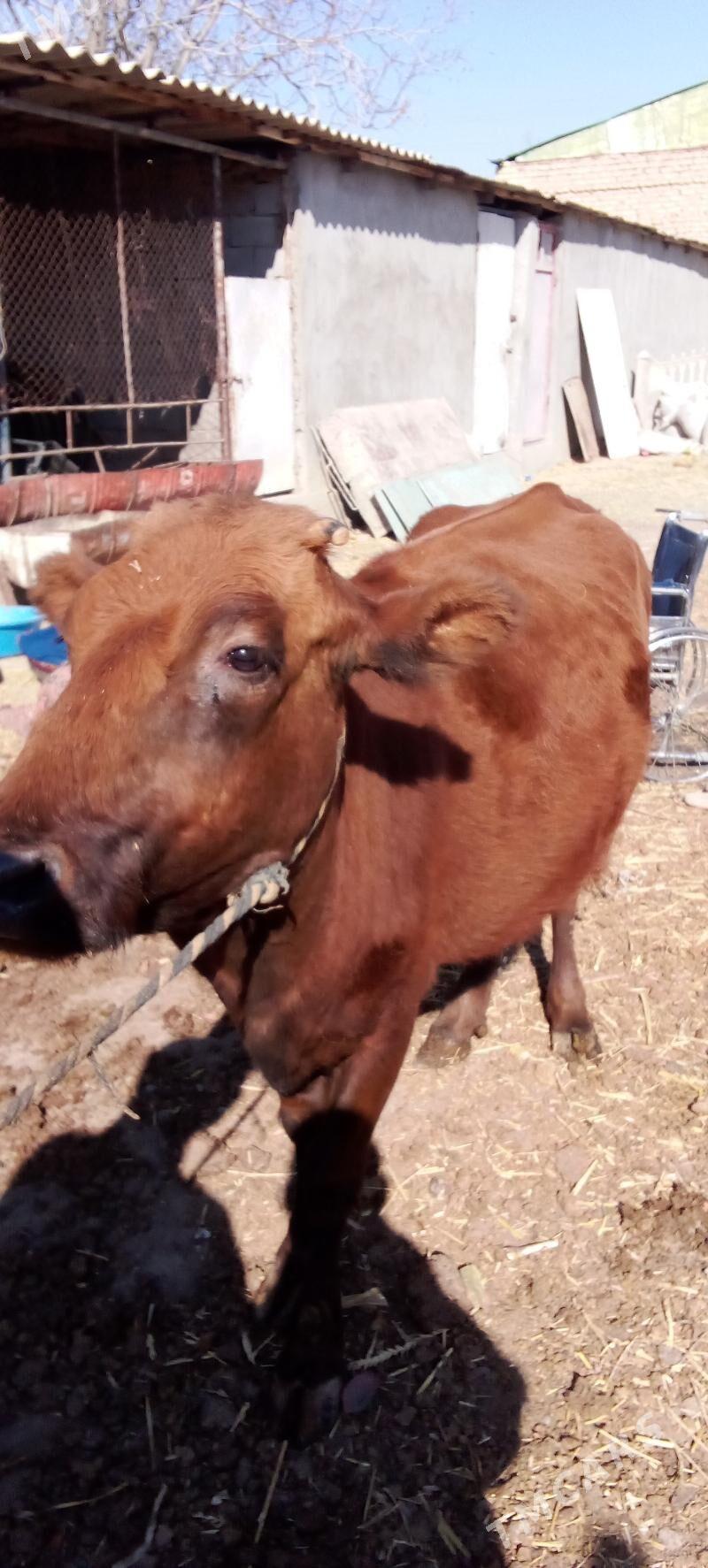 Sygyr - Bäherden - img 3