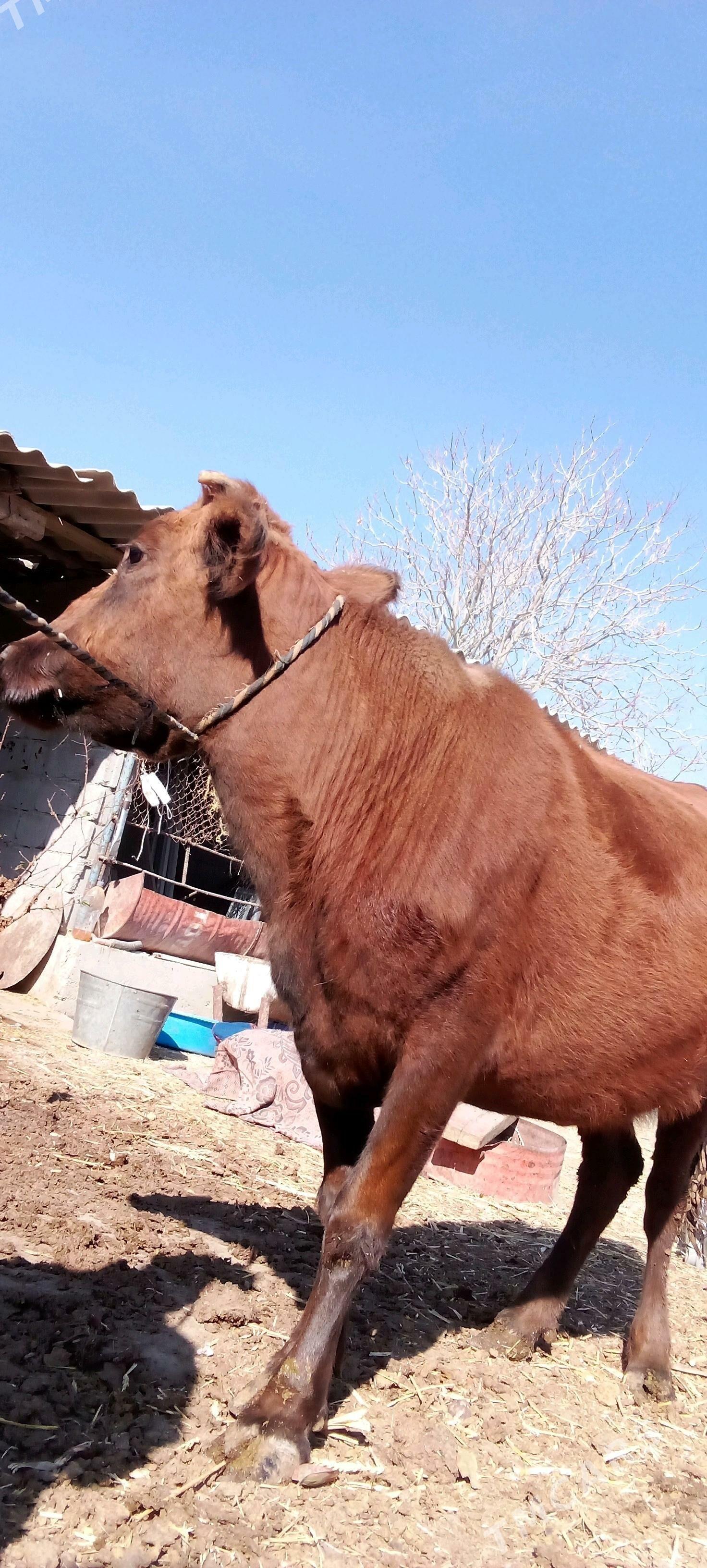 Sygyr - Bäherden - img 2