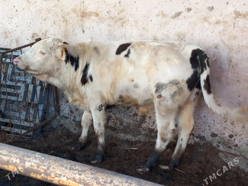 3sany Okuz. - Büzmeýin - img 2