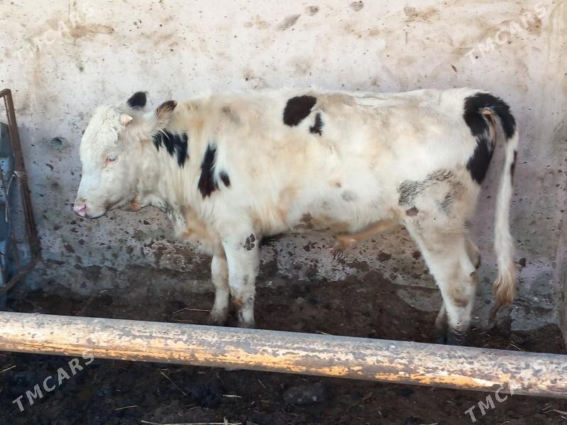 3sany Okuz. - Büzmeýin - img 3