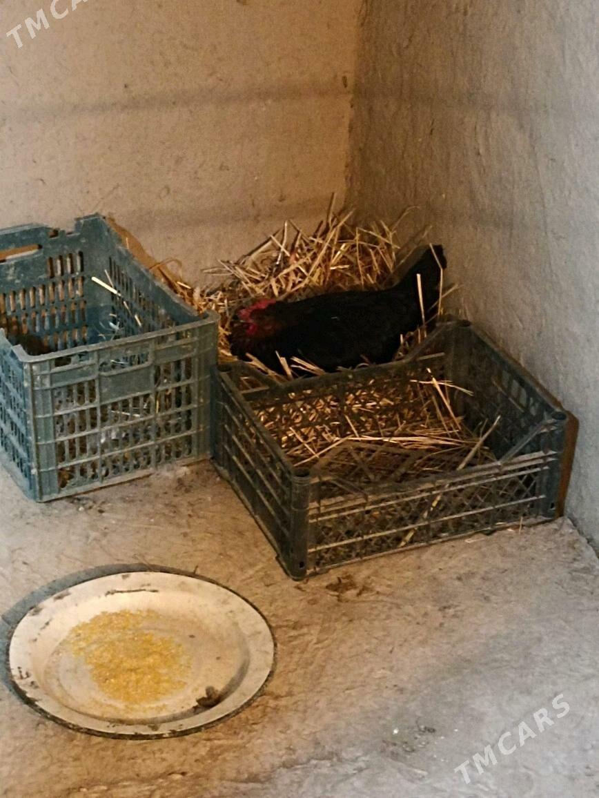 kurk towuk - Farap - img 2