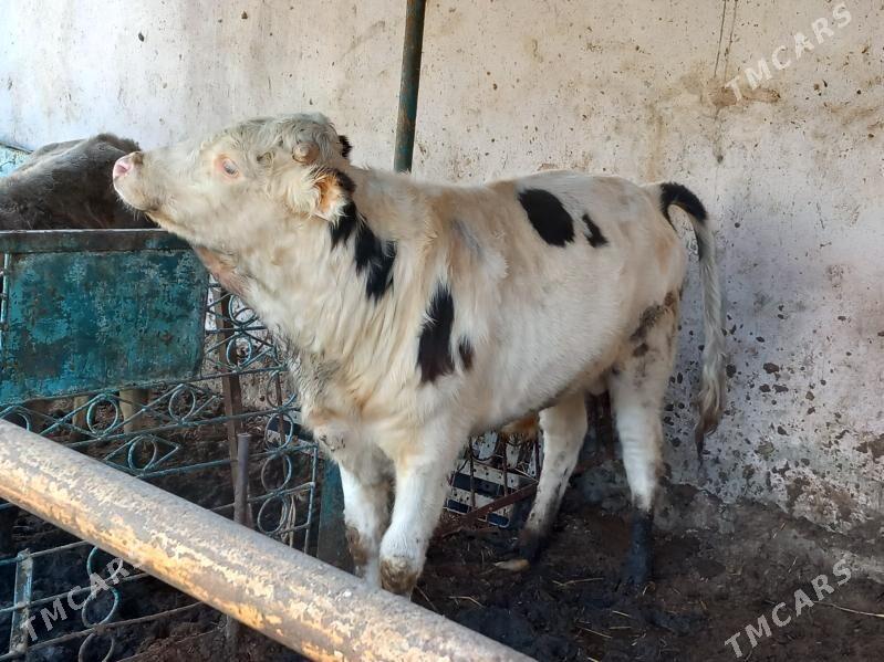 3sany Okuz. - Büzmeýin - img 1