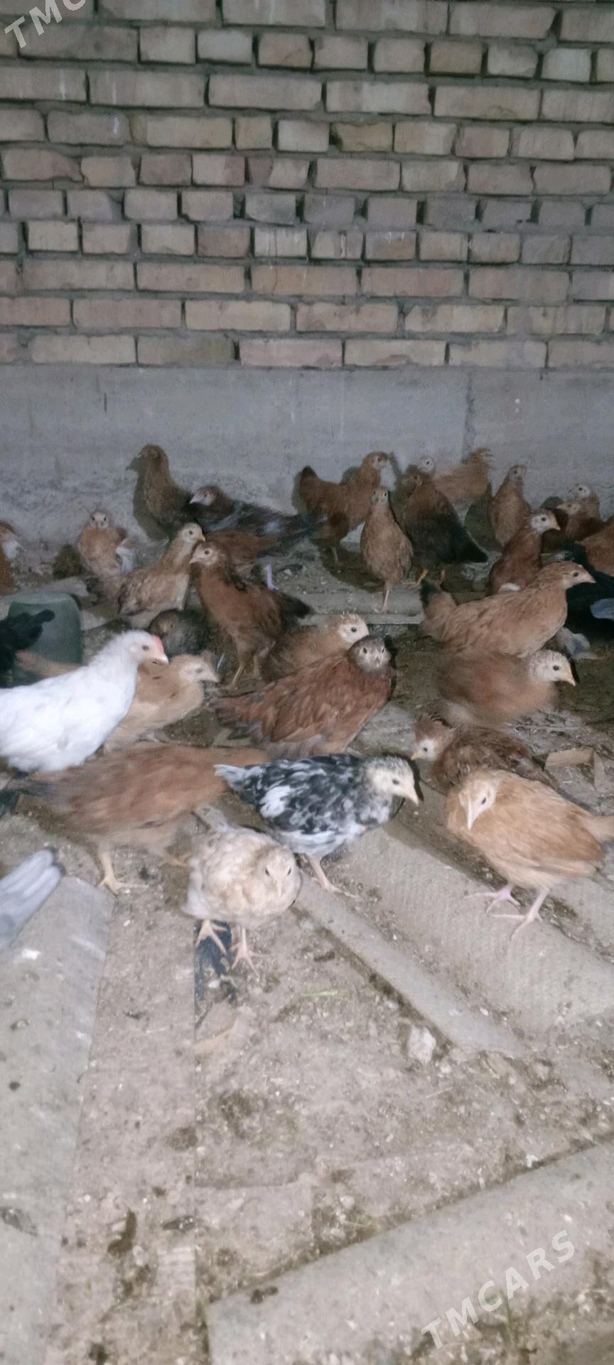 jüýje - Mary - img 3