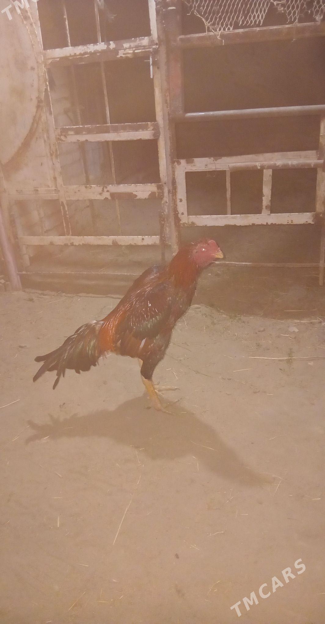 Baýsok - Sakarçäge - img 1