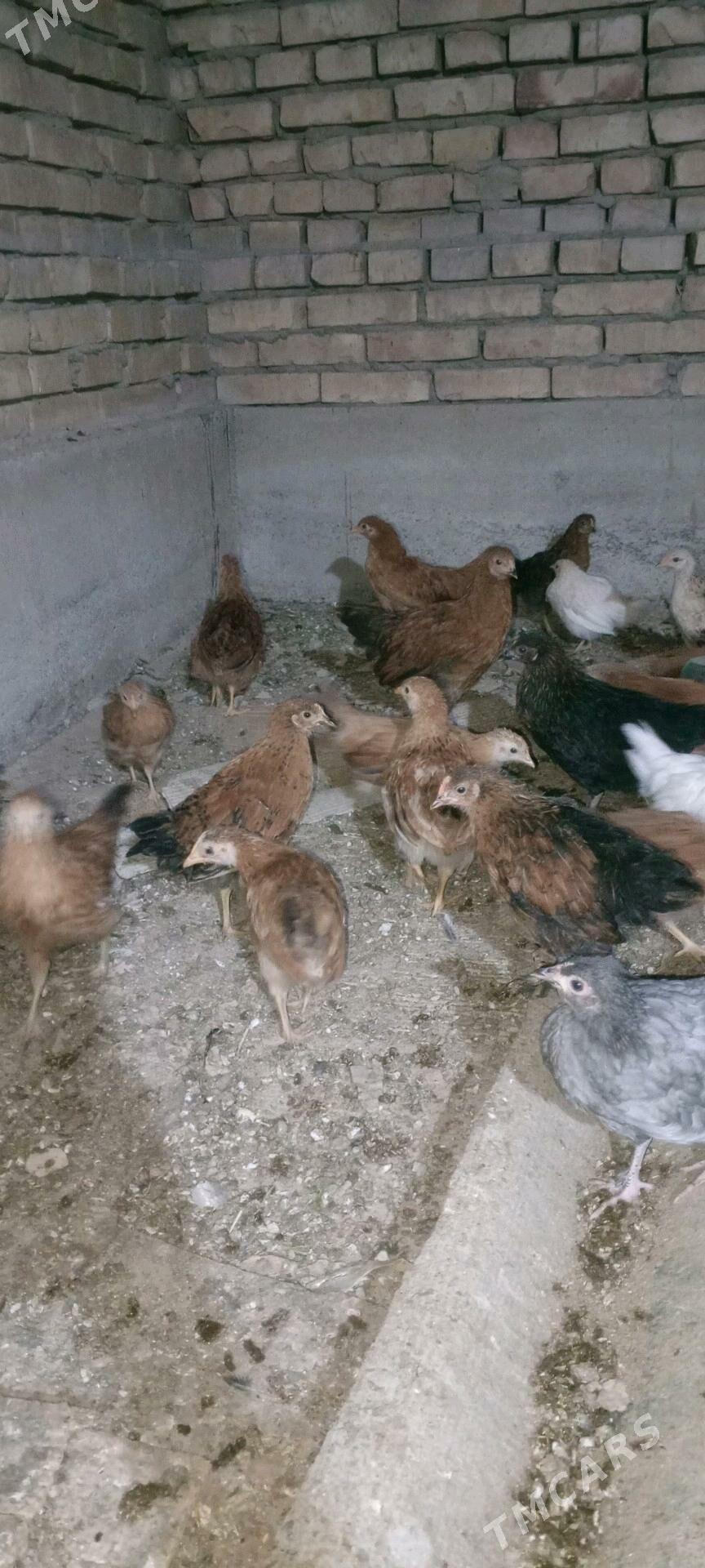 jüýje - Mary - img 2