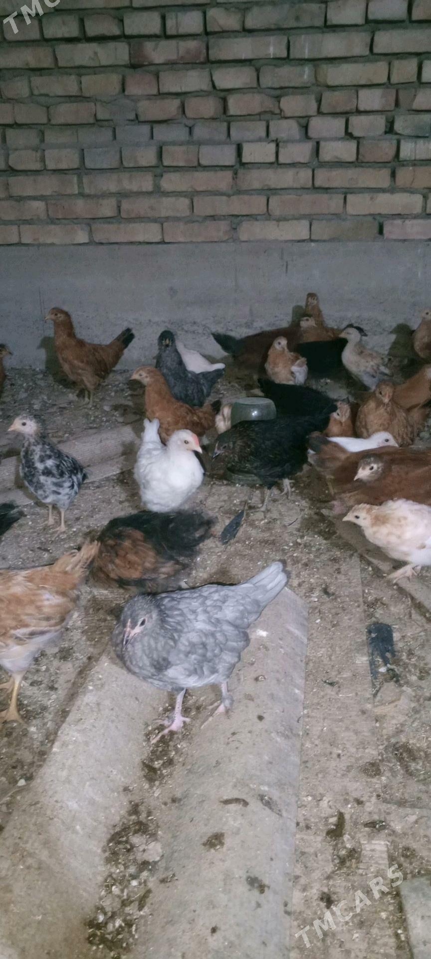 jüýje - Mary - img 1