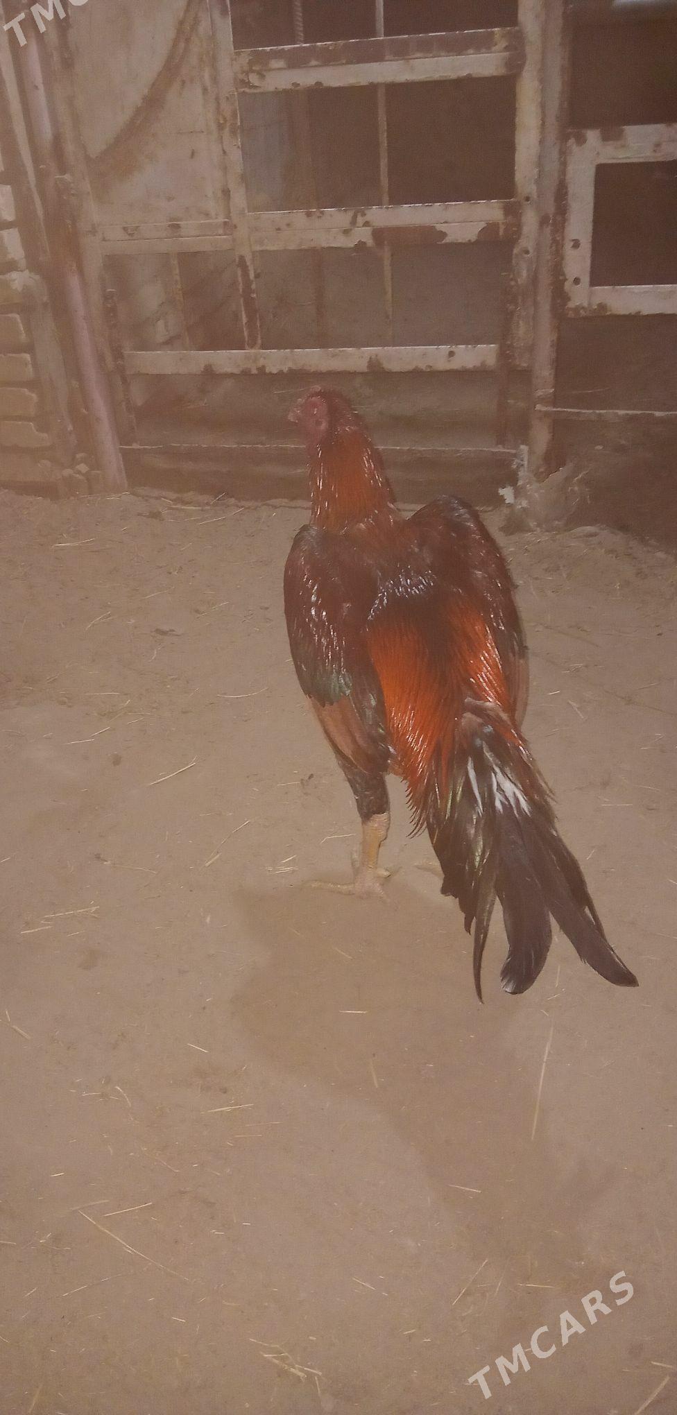 Baýsok - Sakarçäge - img 3