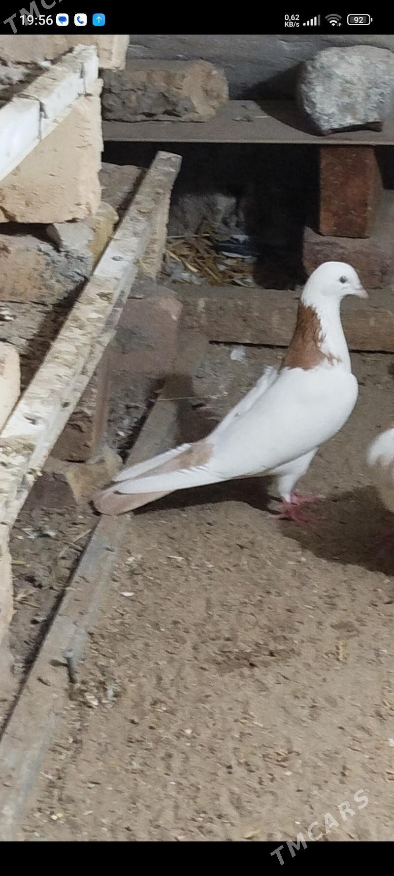 kepderi - Gyzylarbat - img 3