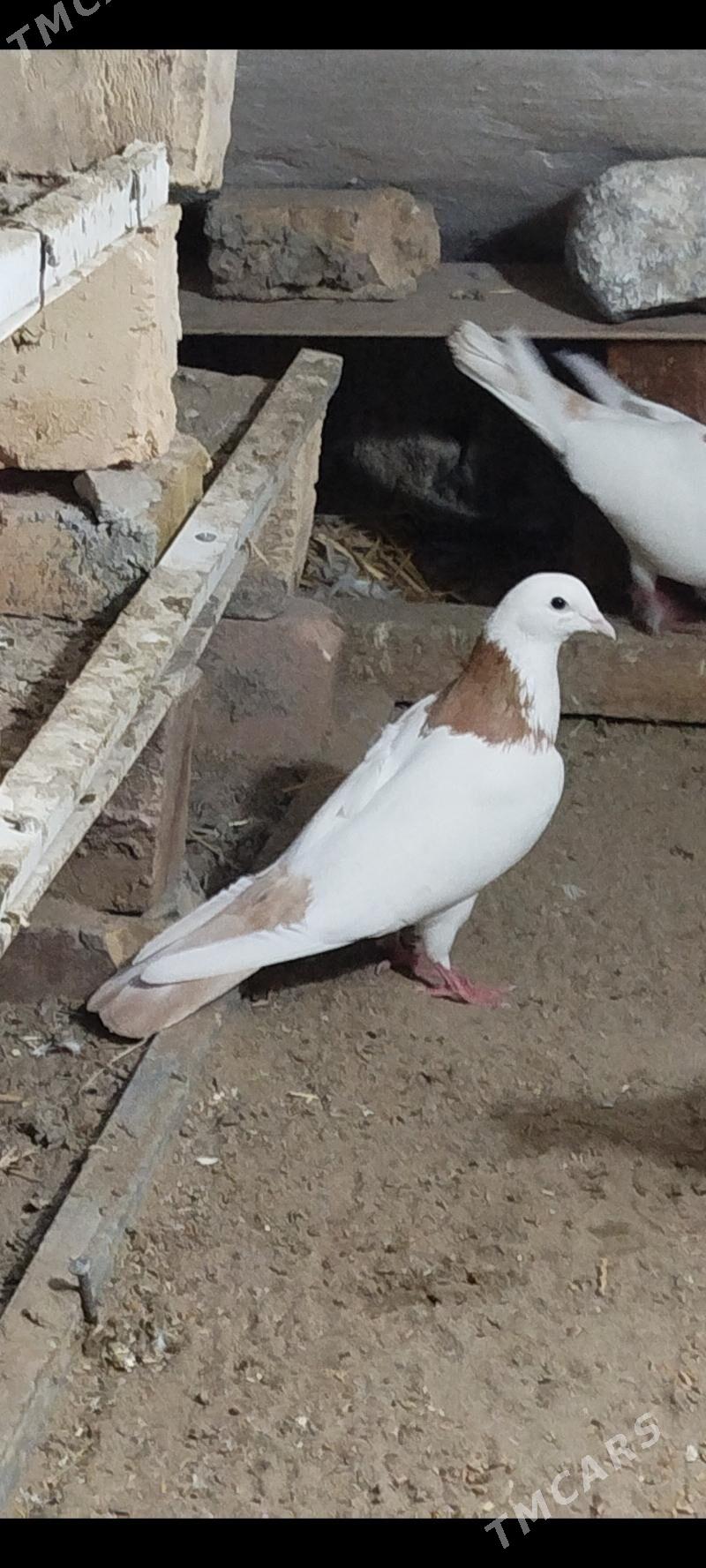 kepderi - Gyzylarbat - img 4