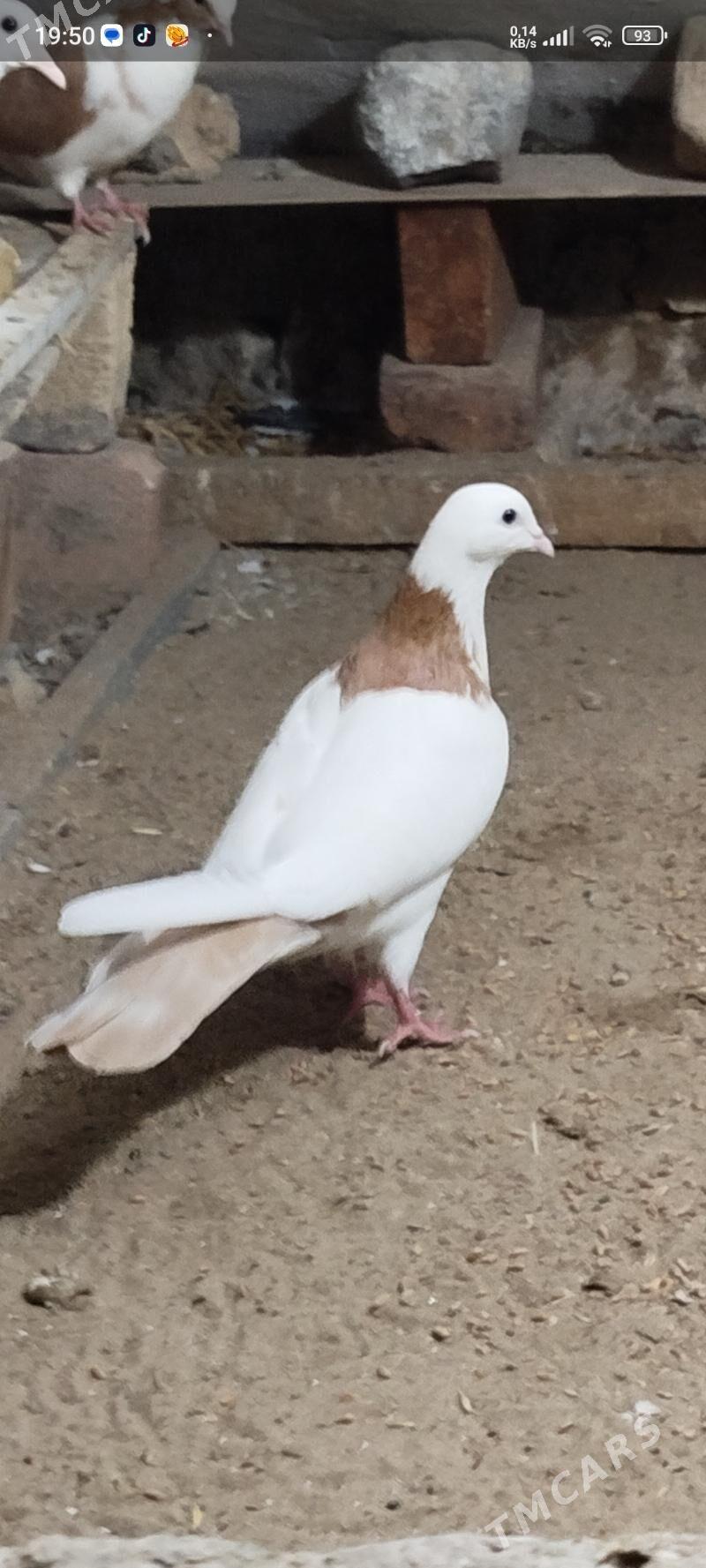 kepderi - Gyzylarbat - img 1