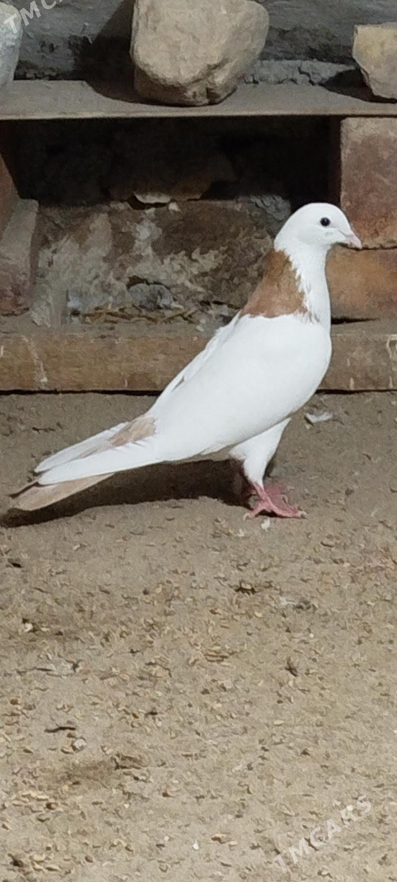 kepderi - Gyzylarbat - img 2