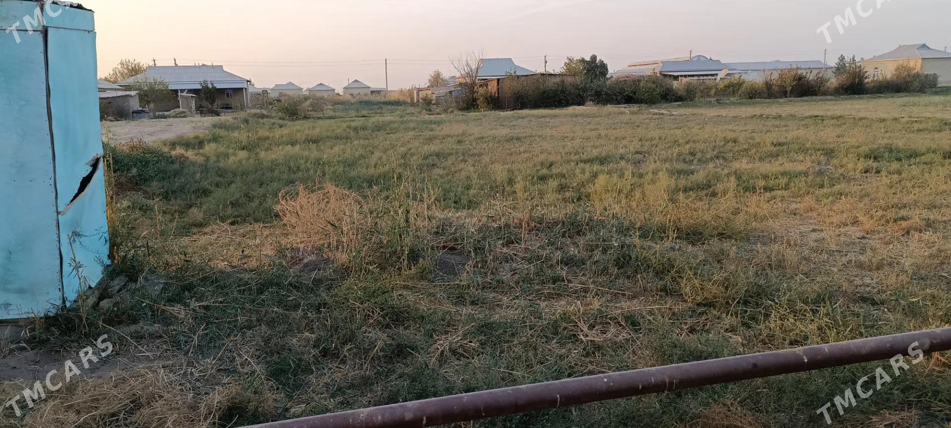 Satlyk Mellek - Sakarçäge - img 3