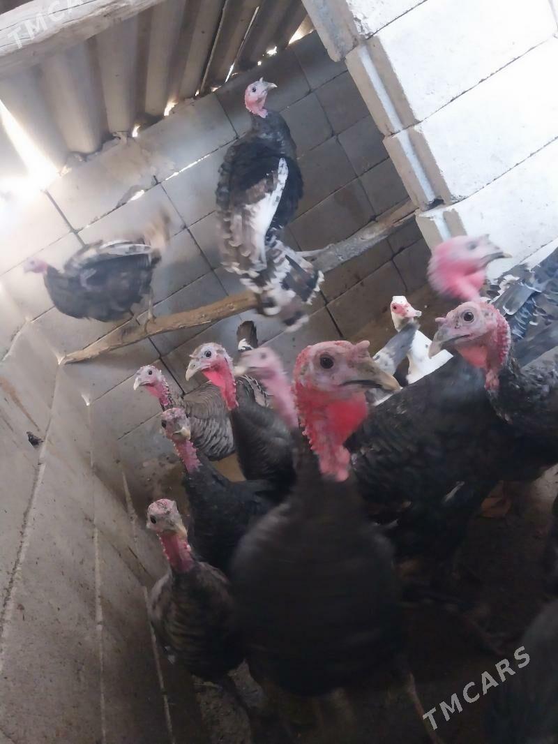 induk - Gyzylarbat - img 1