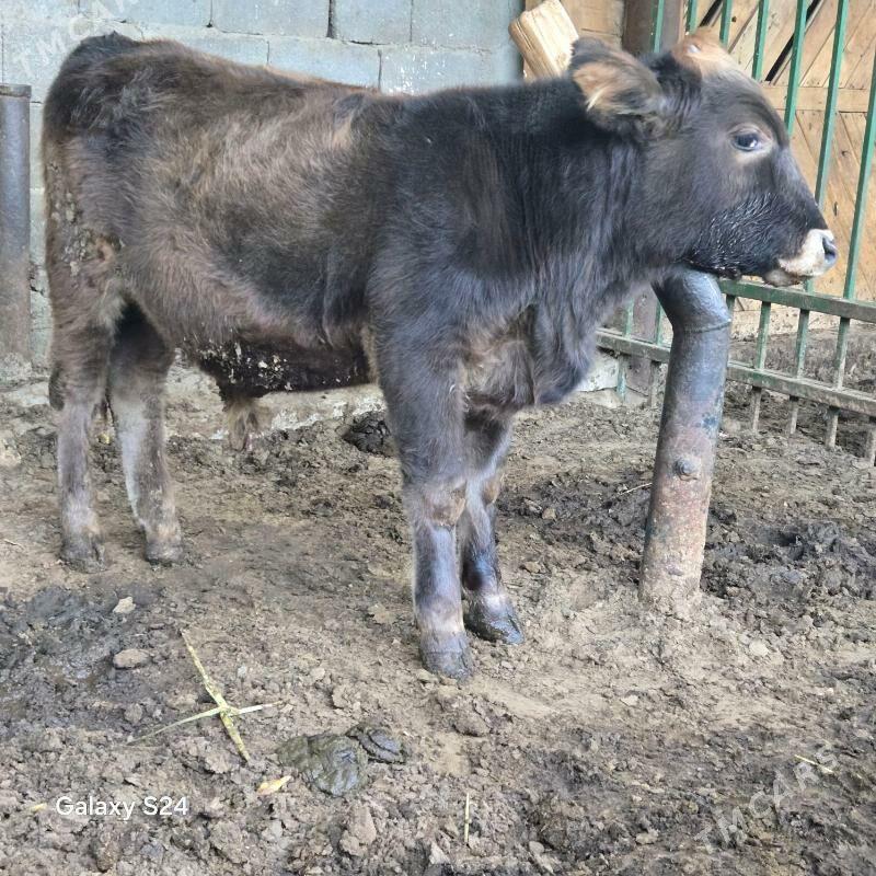 okuz - Ашхабад - img 2