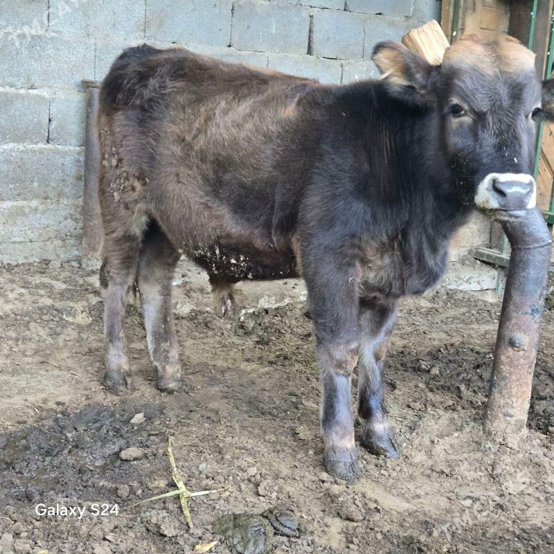 okuz - Ашхабад - img 1