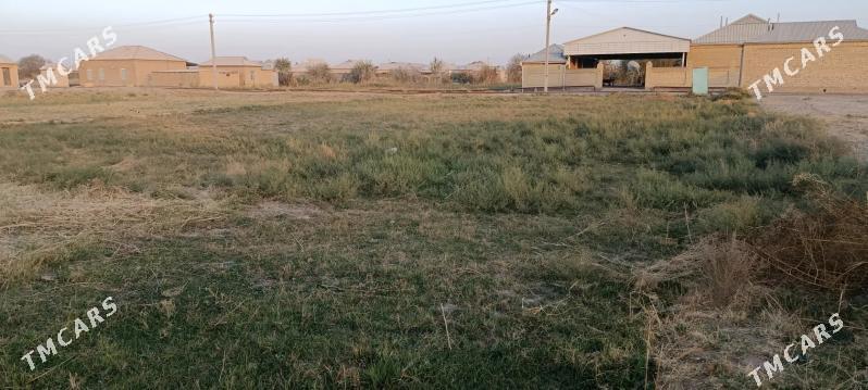 Satlyk Mellek - Sakarçäge - img 2