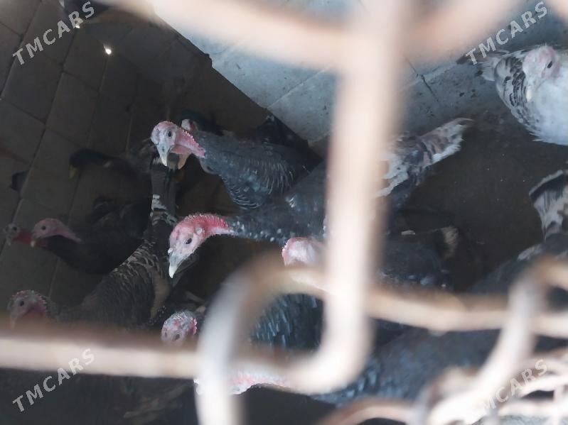 induk - Gyzylarbat - img 3