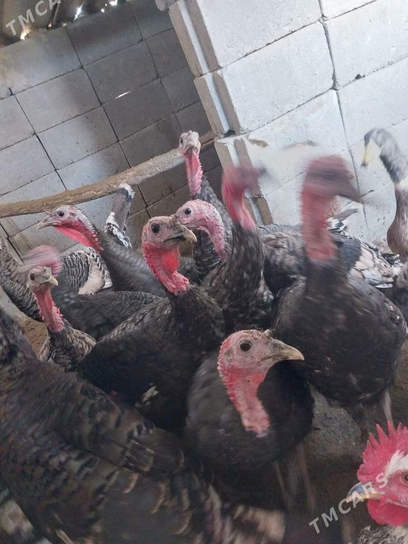 induk - Gyzylarbat - img 2