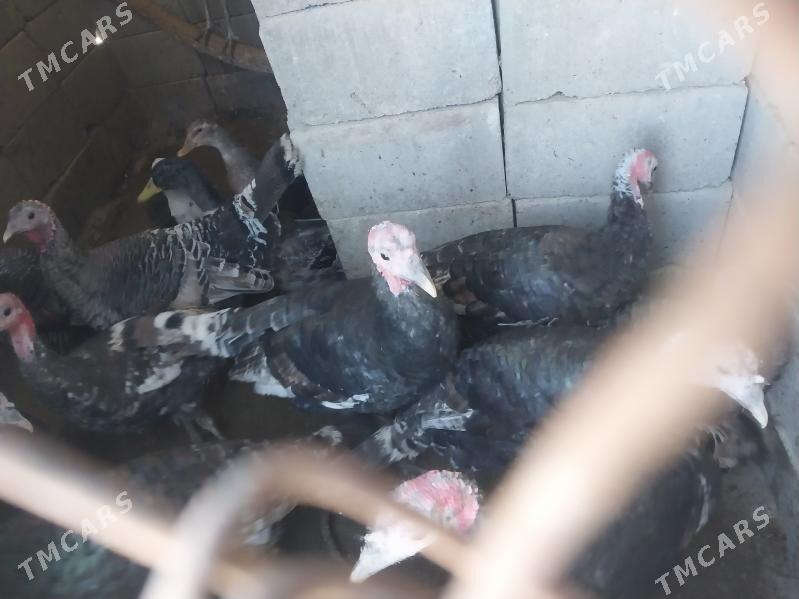 induk - Gyzylarbat - img 4