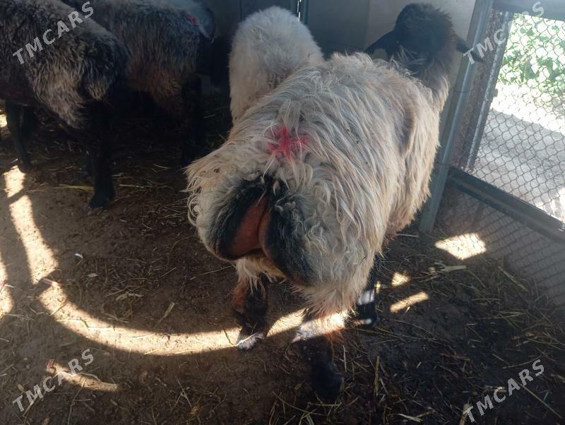 tokly issek goyun - Aşgabat - img 1