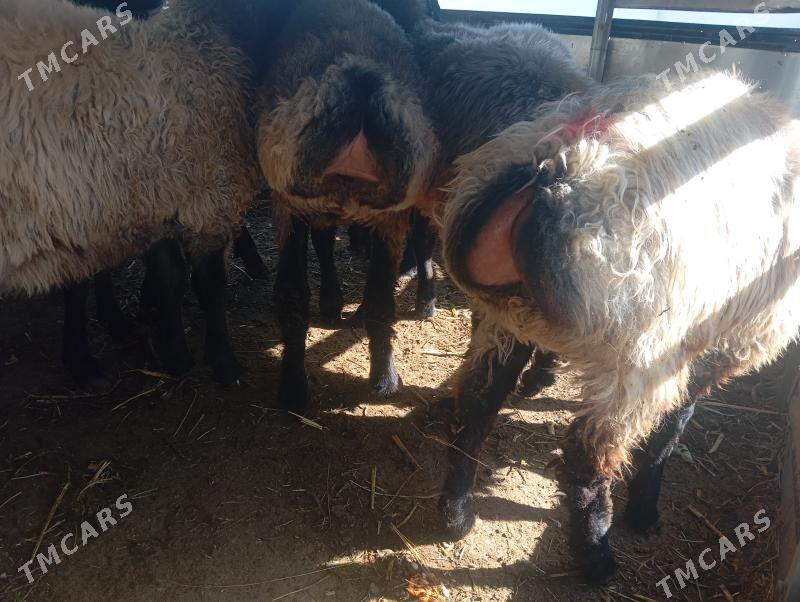 tokly issek goyun - Aşgabat - img 2