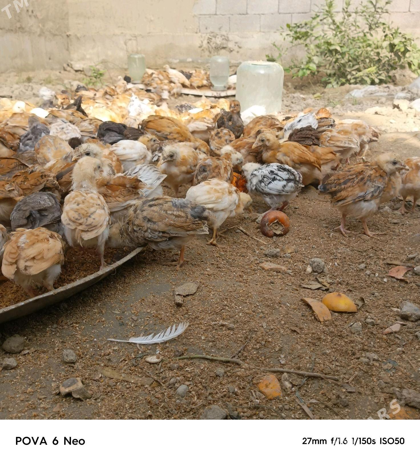 towuk jüje bu - Гёкдепе - img 5