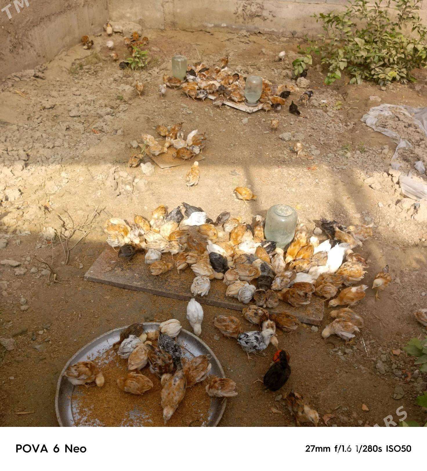 towuk jüje bu - Гёкдепе - img 3