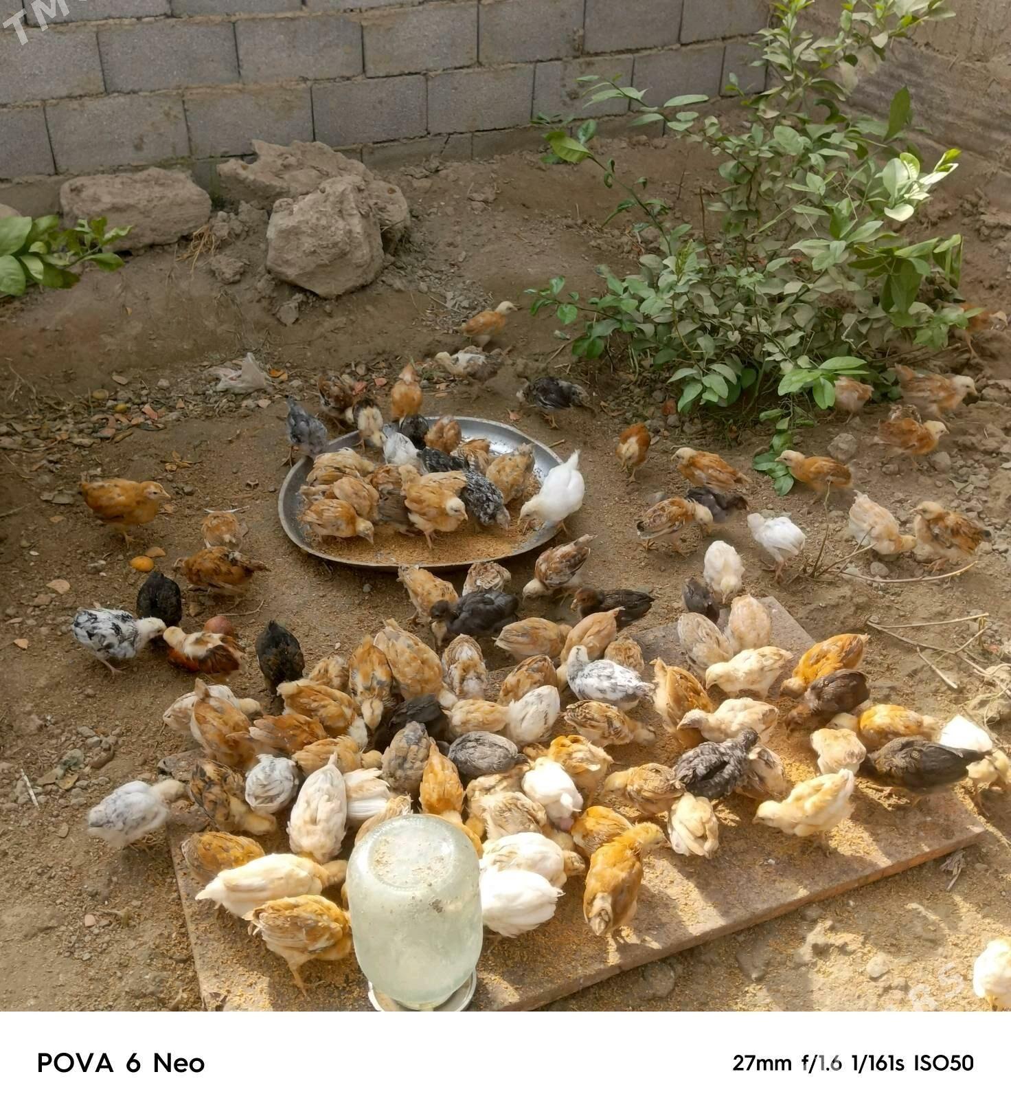 towuk jüje bu - Гёкдепе - img 2