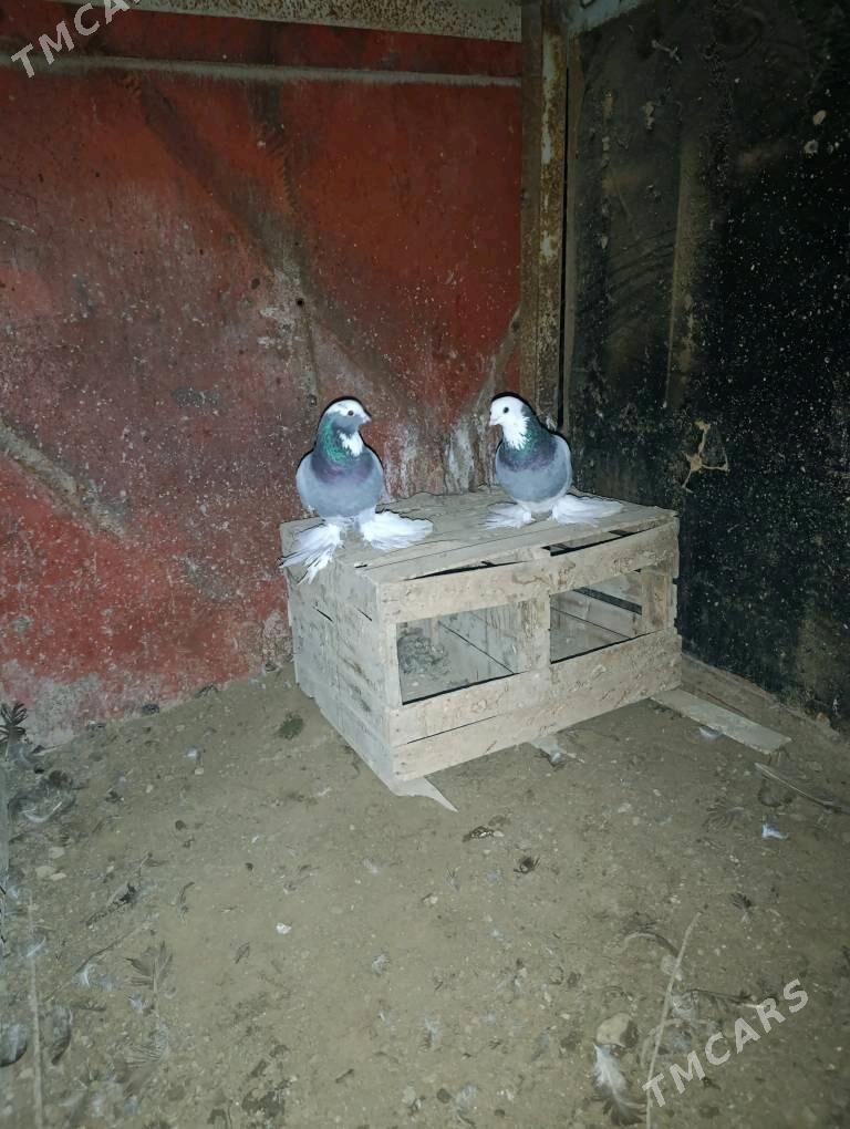 kepderi - Sakarçäge - img 2