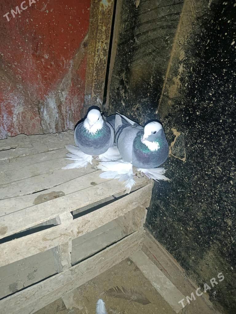 kepderi - Sakarçäge - img 3