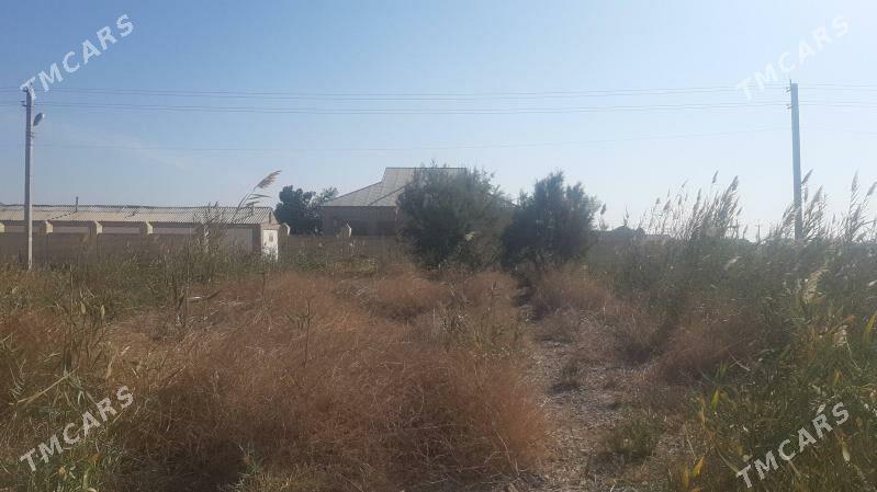 Satlyk Mellek - Sakarçäge - img 2