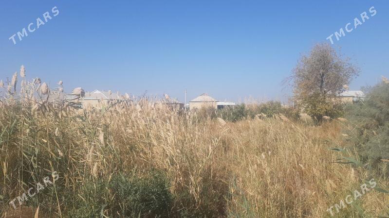 Satlyk Mellek - Sakarçäge - img 4