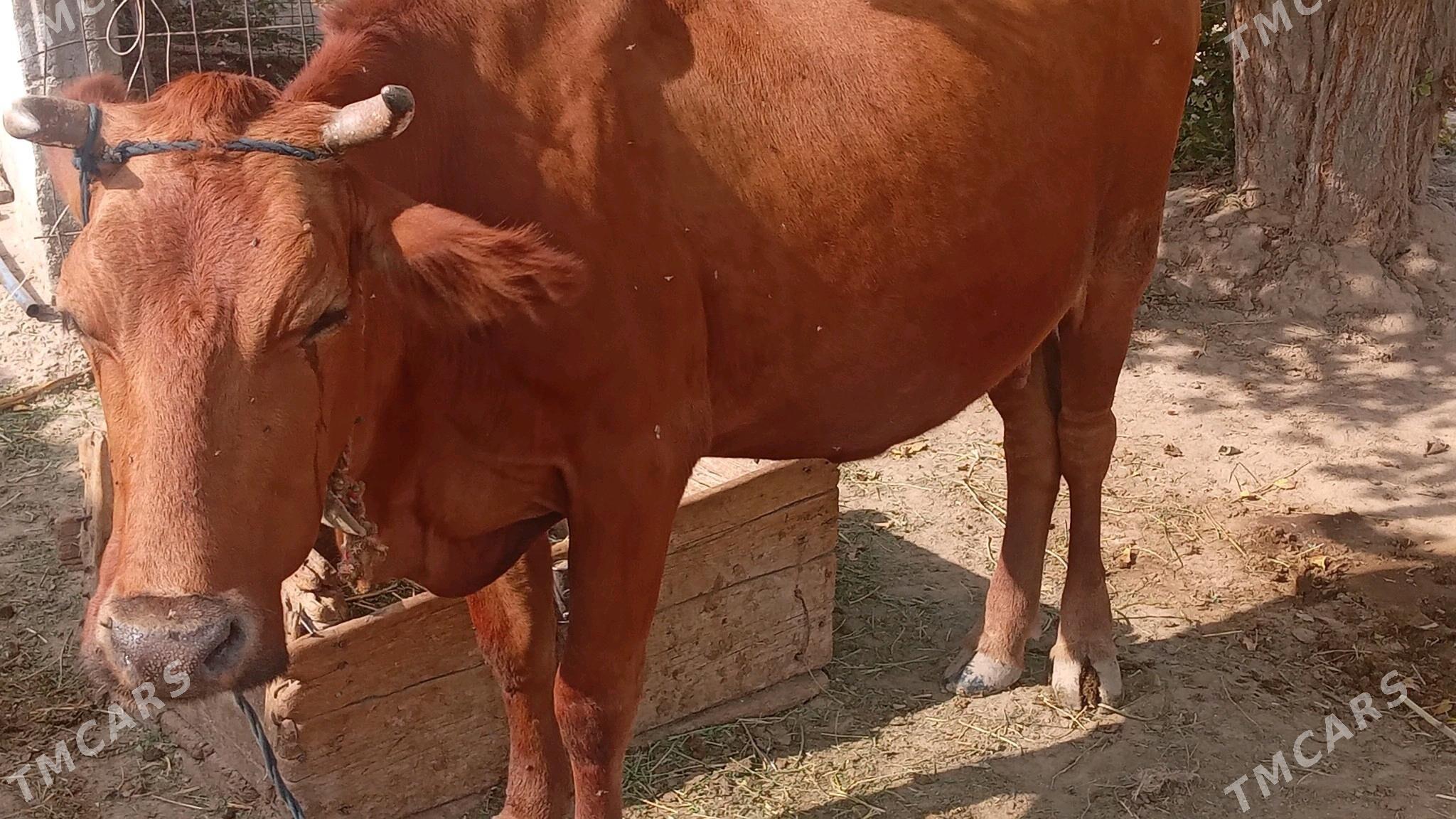 Sygyr tuwe okiz - Гёкдепе - img 5