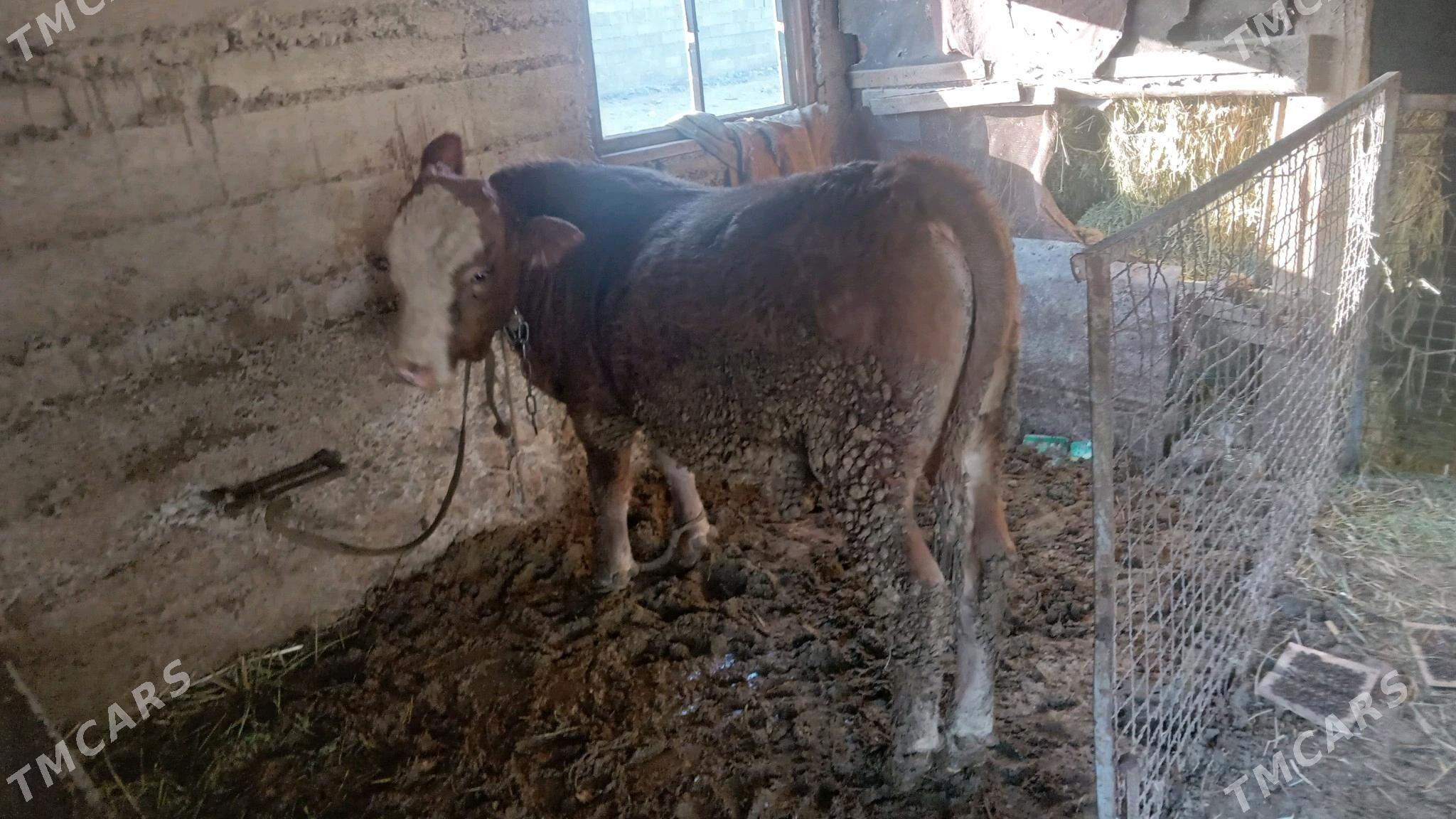 Sygyr tuwe okiz - Гёкдепе - img 4