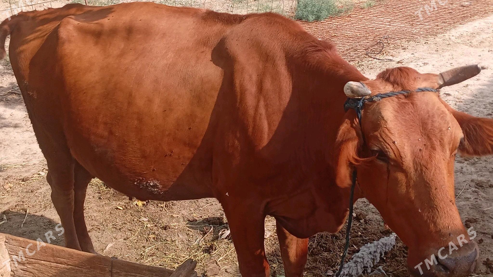 Sygyr tuwe okiz - Гёкдепе - img 6